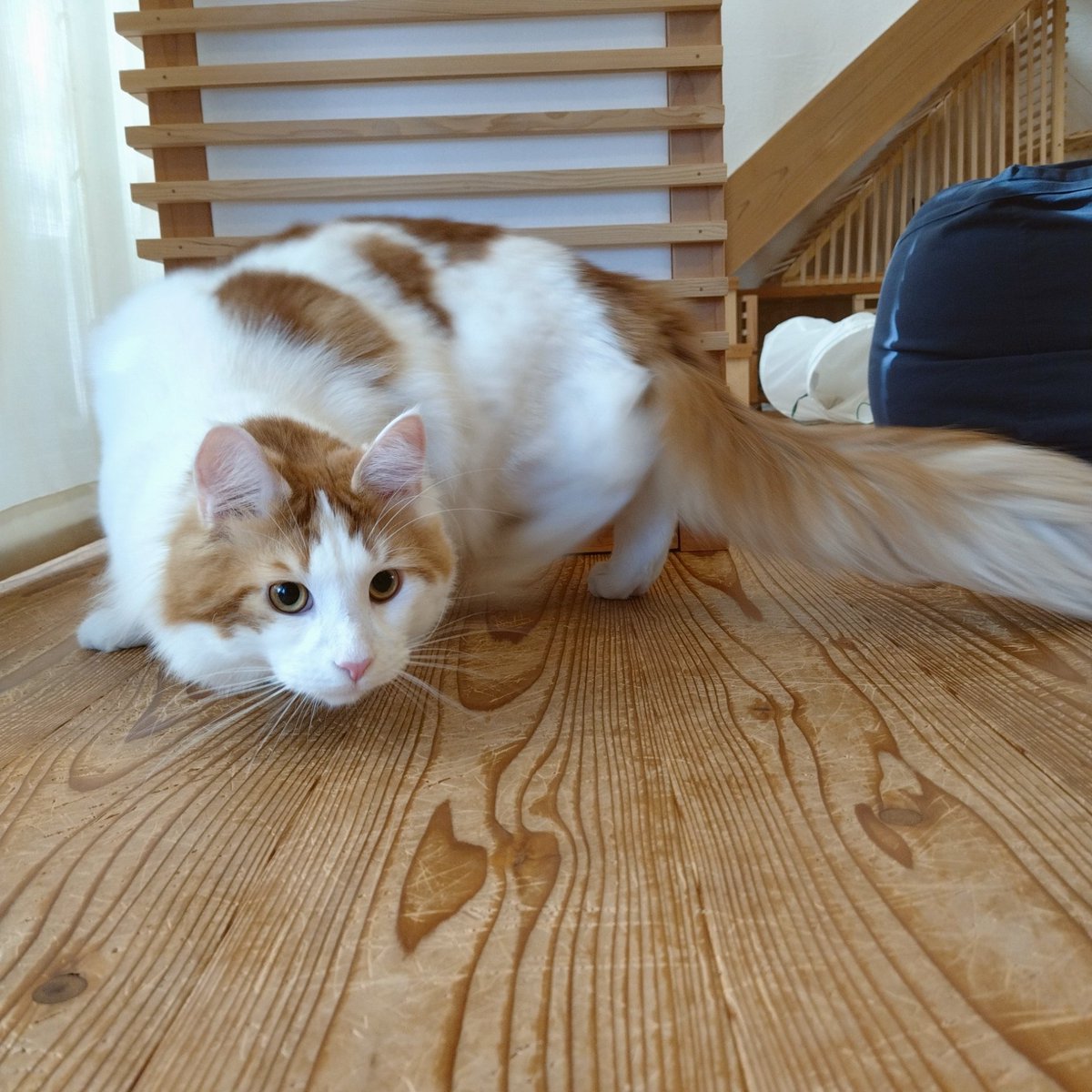 mainecoon_sette's tweet photo. 臨戦態勢で おはようございます💥
#メインクーン #メインクーン男の子 #長毛猫 #猫 #猫のいる暮らし #今日の猫 #朝 #おはようございます #臨戦態勢 #狩りモード #maincoon #maincoonlovers #maincoonboy #cat #todayscat #goodmorning #readyforbattle #huntingcat https://t.co/sL3RAoVi7V