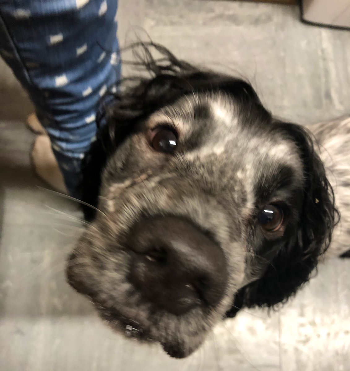 i do not look like a dim light bulb tweet media