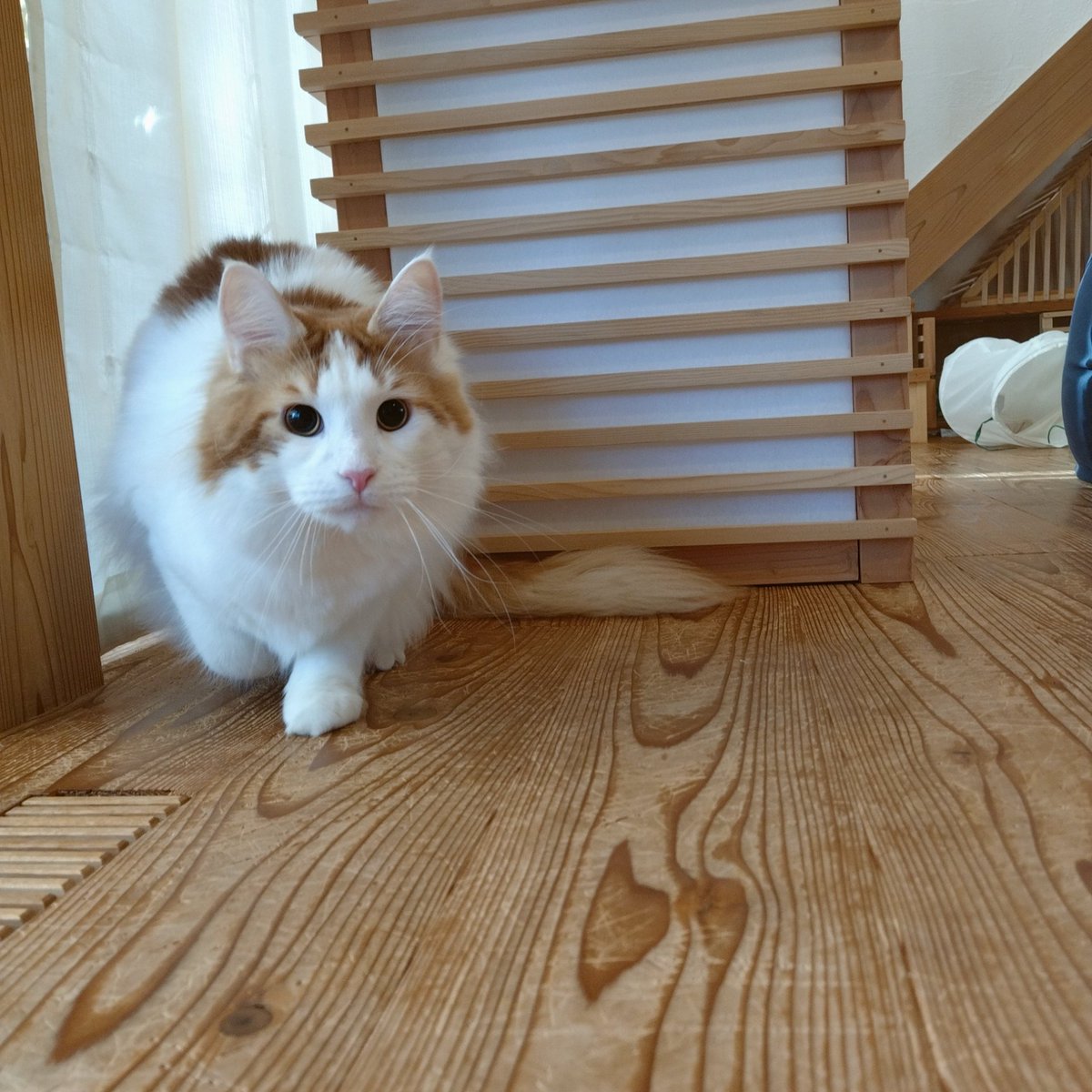 mainecoon_sette's tweet photo. 臨戦態勢で おはようございます💥
#メインクーン #メインクーン男の子 #長毛猫 #猫 #猫のいる暮らし #今日の猫 #朝 #おはようございます #臨戦態勢 #狩りモード #maincoon #maincoonlovers #maincoonboy #cat #todayscat #goodmorning #readyforbattle #huntingcat https://t.co/sL3RAoVi7V