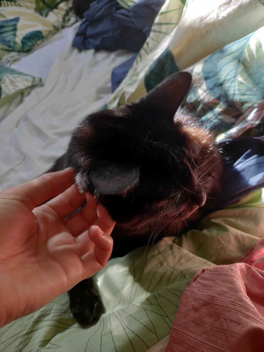 fangorious's tweet photo. cat tax https://t.co/5ccBNYl5Lb