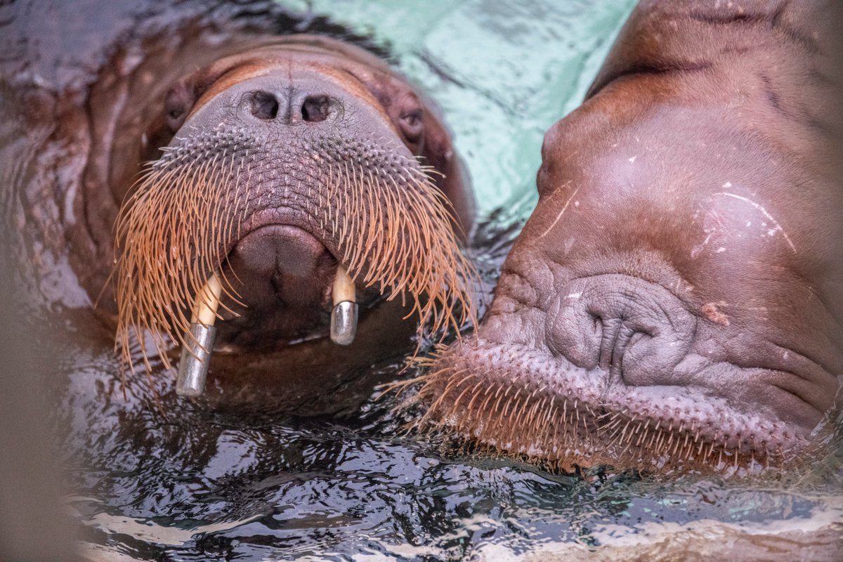 PtDefianceZoo's tweet photo. Walrus have vibrissae, long stiff hairs that grow around the mouth, which are used to feel around the ocean floor for tasty seafood treats. #WalrusAwarenessWeek https://t.co/imNQZkmXUb