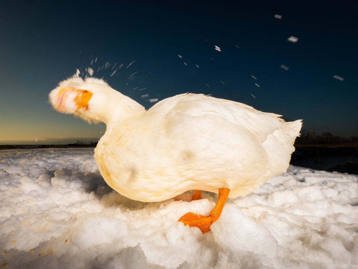 DuckFoodBot's tweet photo. brain freeze happens to us all

(retweet to send a snack https://t.co/bCx4zPvQWf) https://t.co/UnK3jWyE0r