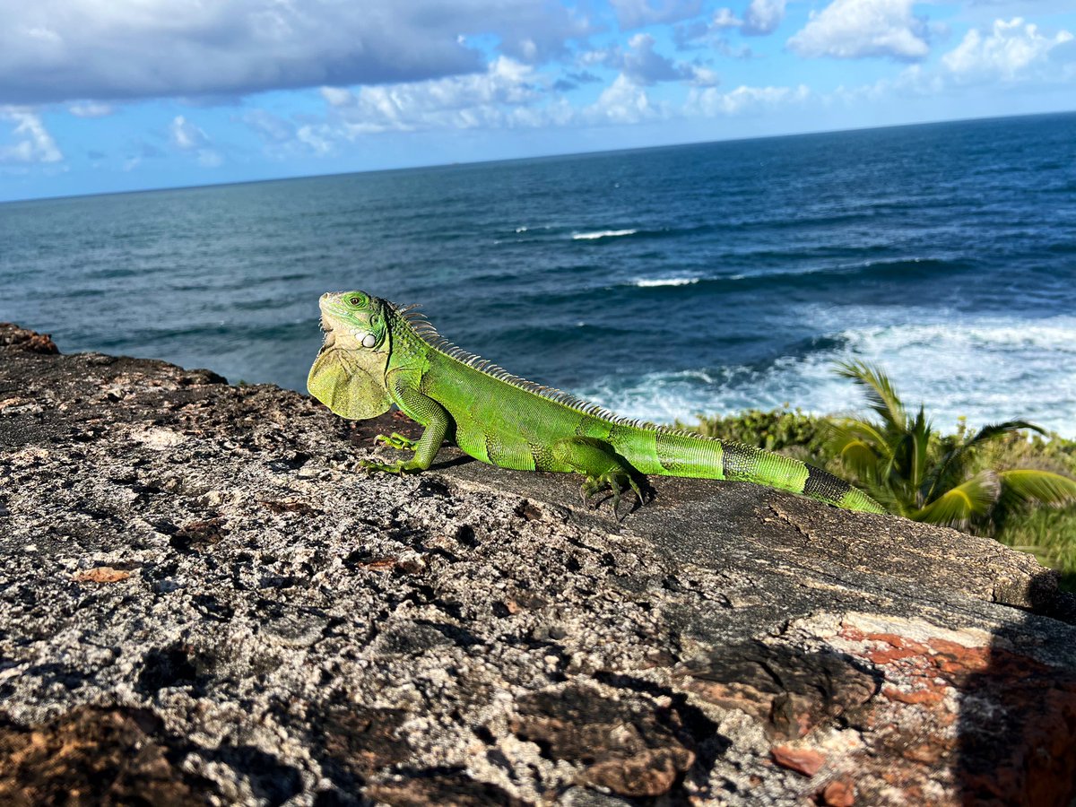 DianaaaRamirez's tweet photo. 🇵🇷 https://t.co/2U3IdCzURD