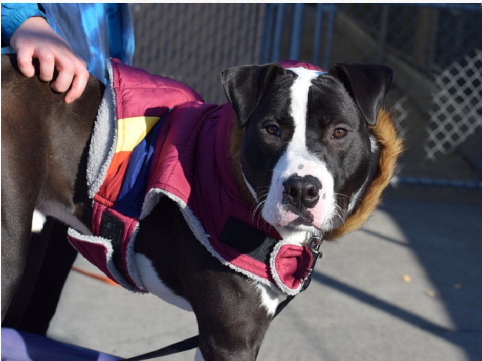 notthesameone2's tweet photo. 🐾8-month puppy Toby adopted &amp; immediately returned b/c landlord would not allow, due to size. Neutered, housetrained, wiggly, gentle, affectionate. Friendly w/ strangers, kids &amp; dogs. Available to foster or adopt. Loves to play. Needs an offer by *12/08* https://t.co/9ceqAFJ4Aw https://t.co/GJFN7wX4wH