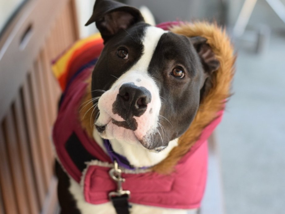 notthesameone2's tweet photo. 🐾8-month puppy Toby adopted &amp; immediately returned b/c landlord would not allow, due to size. Neutered, housetrained, wiggly, gentle, affectionate. Friendly w/ strangers, kids &amp; dogs. Available to foster or adopt. Loves to play. Needs an offer by *12/08* https://t.co/9ceqAFJ4Aw https://t.co/GJFN7wX4wH