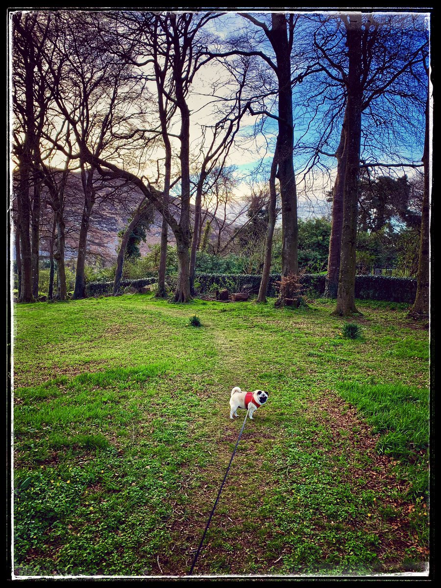 Sinead_Rice's tweet photo. Walks in ‘The Plantin’ #forkhill #visitsoutharmagh #southarmagh #pugs #puglife #Ireland https://t.co/zhhWJu7HYd