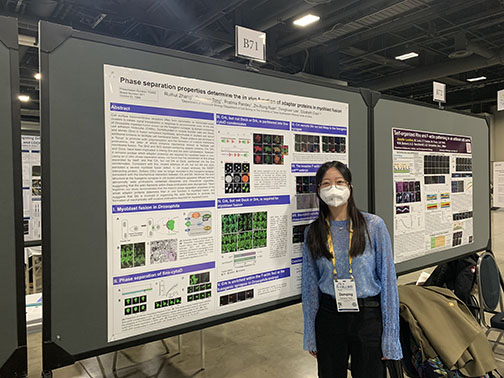 EChenLab's tweet image. Danqing having fun presenting her beautiful poster at @ASCBiology
#CellBio2022 @Danqing14