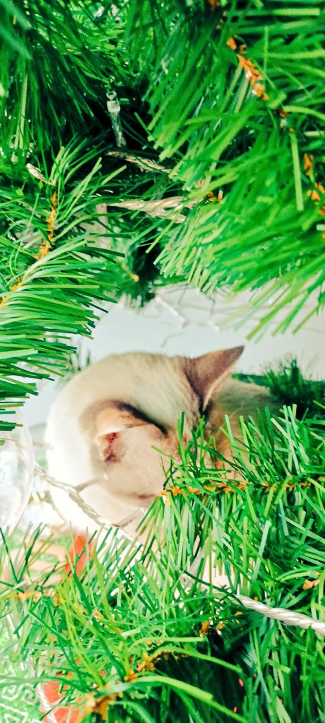 EthanJara's tweet photo. Cleopatra está súper encabronada conmigo, no me habla, no me pela, la deje pocos días, está peinadísima, se la lleva la chingada. No sé que hacer #CatAlert me trata plan : no cabemos en el mismo espacio 🐱💔 gata cabrona . https://t.co/Dvc3He0orX