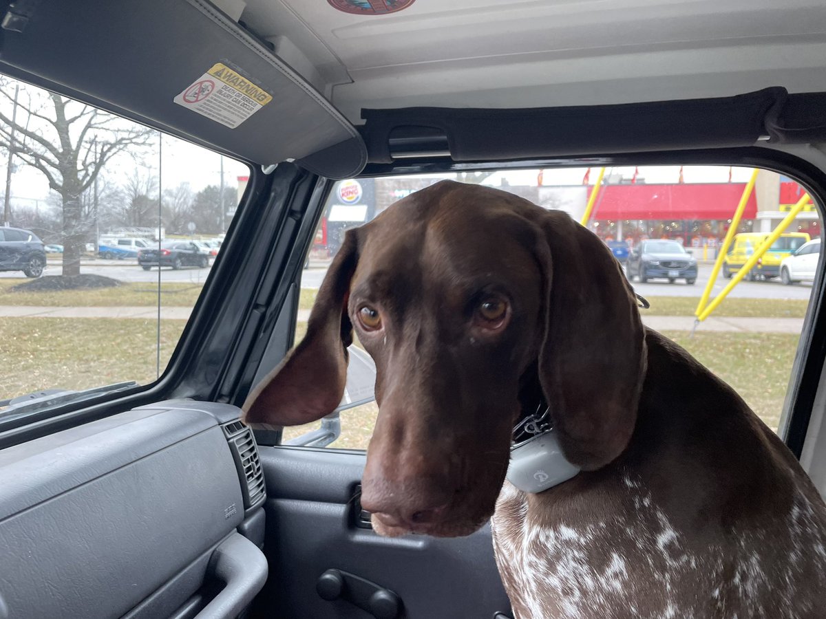 glennthecop's tweet photo. The look that you get when you forget to order a pup-accino in the drive through… #dogsofinstagram #spoiledpuppy #whereismine https://t.co/omHC5eCMLU