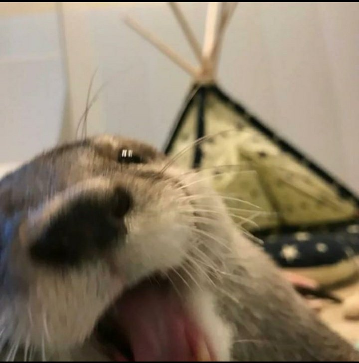 selfie de lontrinha