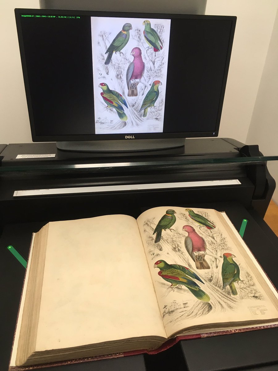 Come work with us at @bhl_au @biodivlibrary @museumsvictoria! We're seeking a Digitisation & Technical Officer to help us make Australia's biodiversity literature freely accessible online: 2 days/week for 1 year. tinyurl.com/7792xvuz cc @atlaslivingaust Please share!