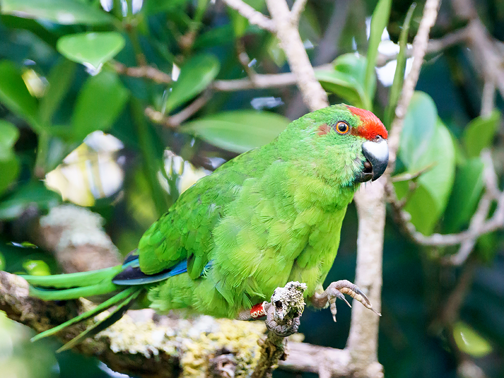 TERN_Aus's tweet photo. 🦜 Norfolk Island Green Parrot Wild Breeding Project | #databyte
This dataset contains records of N.I. Green Parrot breeding success &amp; survival rates per nesting site, incl. number of eggs laid, chicks hatched &amp; chicks fledged.

🔗 Dataset: https://t.co/CekxmHl3VQ
#NCRISimpact https://t.co/9VMfZ5JMRr