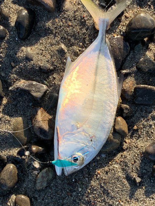 ぼうずではない!!
メッキやけども・・・ 