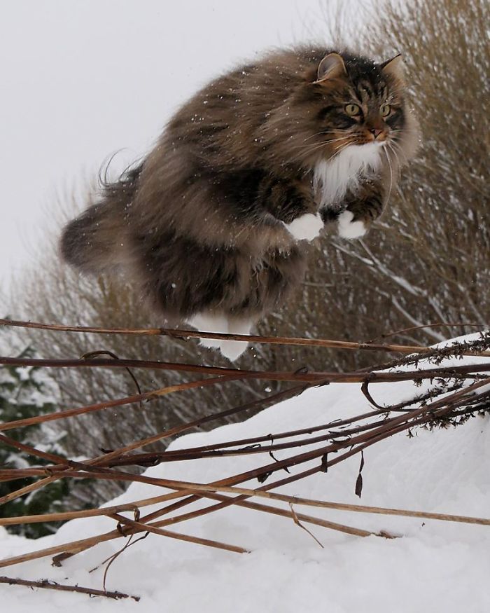 yokaihainen's tweet photo. Found an article about a cat in the Finnish winter https://t.co/z0TJ3kksJl
