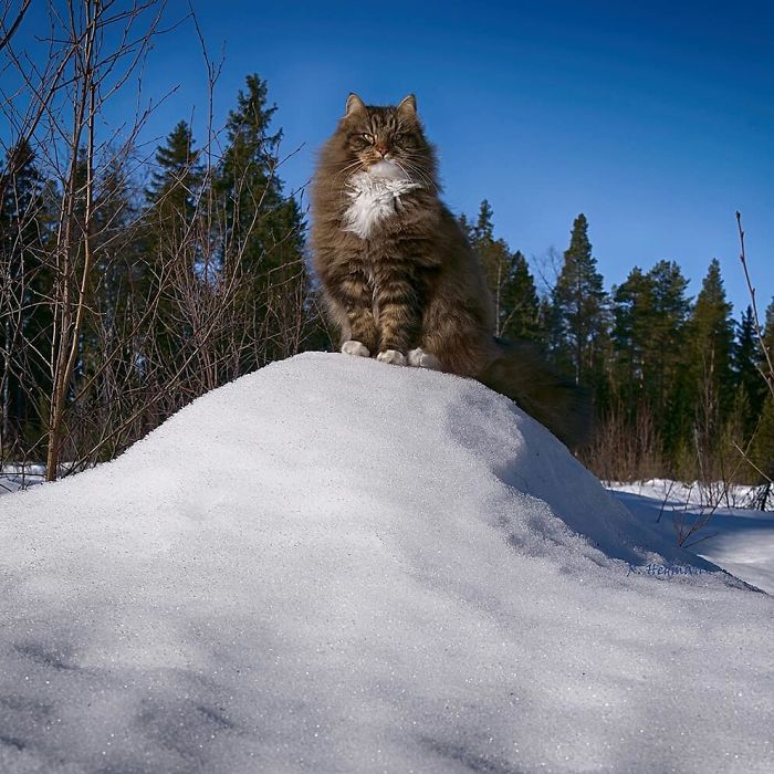 Found an article about a cat in the Finnish winter