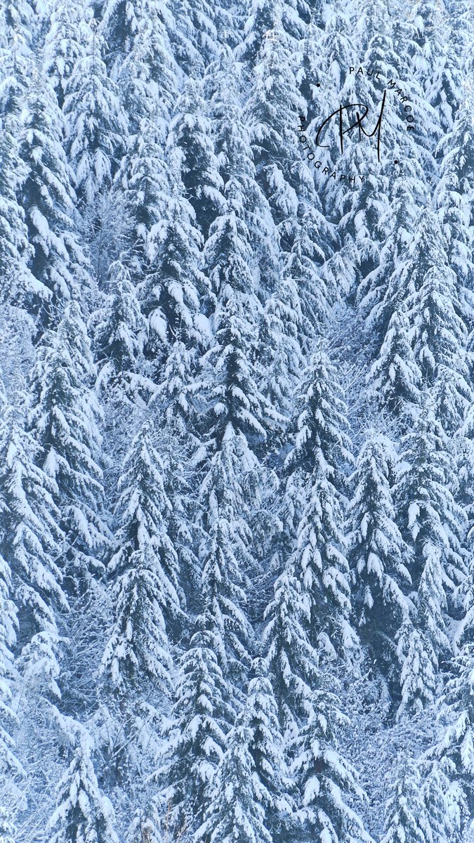 PaulMarcoe's tweet photo. FREE phone background! December in the Pacific Northwest. 
All I ask is you consider sharing this post and following if you aren’t already. 
I really appreciate all the support.  ❤️ https://t.co/XW7I6d6VRQ