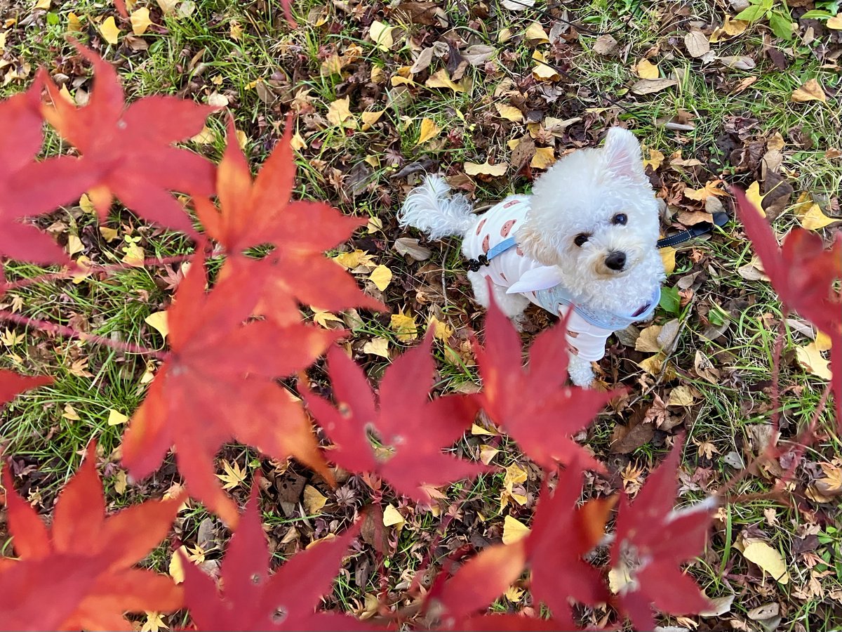 おはようございます😊
今日はやっと晴れて嬉しい〜！☀️☀️☀️
いっぱいお散歩いこうね❣️
紅葉はもう少し楽しめそうなので、今日もお散歩コースで眺めてこようと思います🍁✨

#ビションプー #トイプードル #ビションフリーゼ  #MIX犬 #犬のいる暮らし