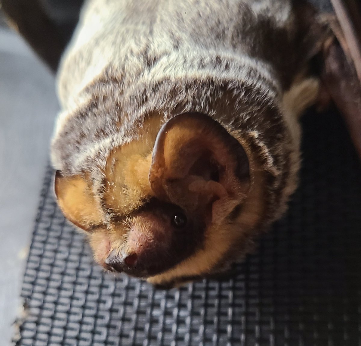 batworld's tweet photo. We lookin round tonight. #HunkyHoary https://t.co/YrfGVbhiMj