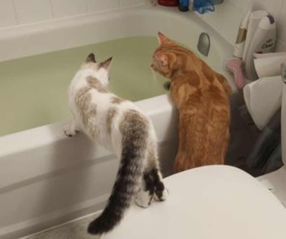 OntarioSPCA's tweet photo. #Adoptionupdate - Pyewacket:
 
"He was introduced to Chesterfield and they have been inseparable since! He loves his feather ball toys and chasing his brother up and down the stairs. Thank-you guys again for our beautiful addition"
#iAdopt @Swiffer 
https://t.co/h5SOdXOKkO https://t.co/VmQlECE870