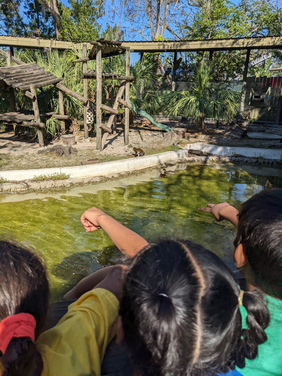 These little manatees spotted their mascot today. It was a great field trip to Lowry Park Zoo 💗💗