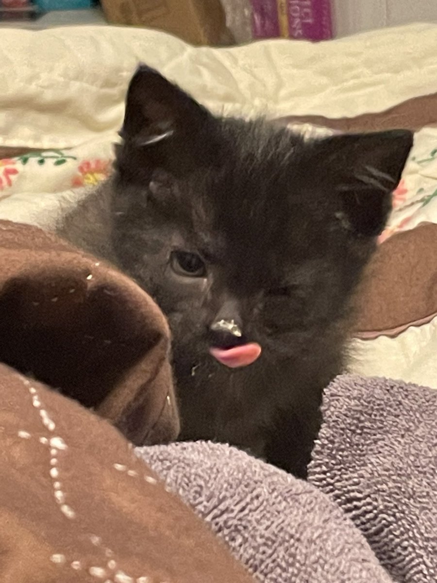 Gator Kitten tweet media