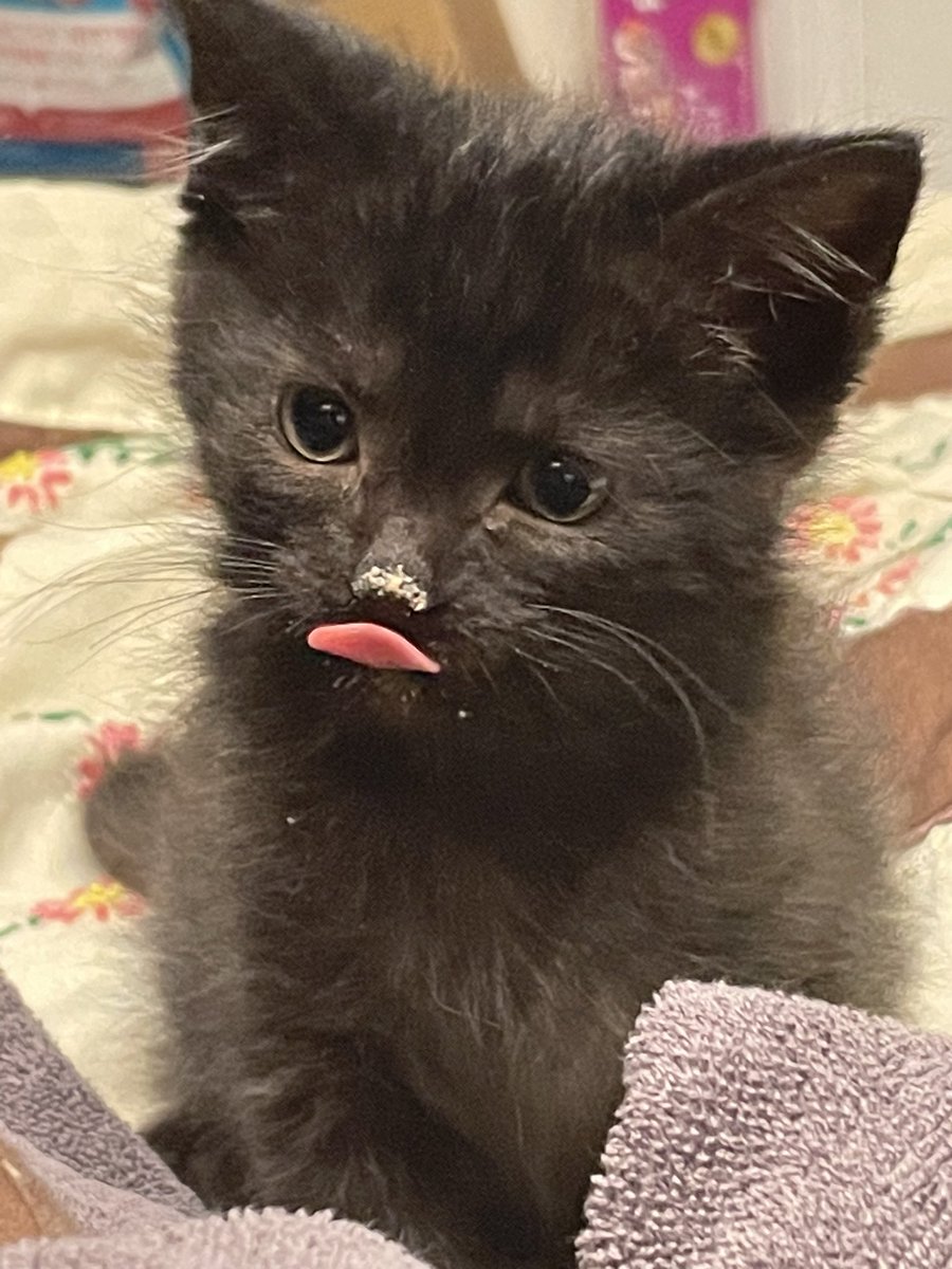 Gator Kitten tweet media