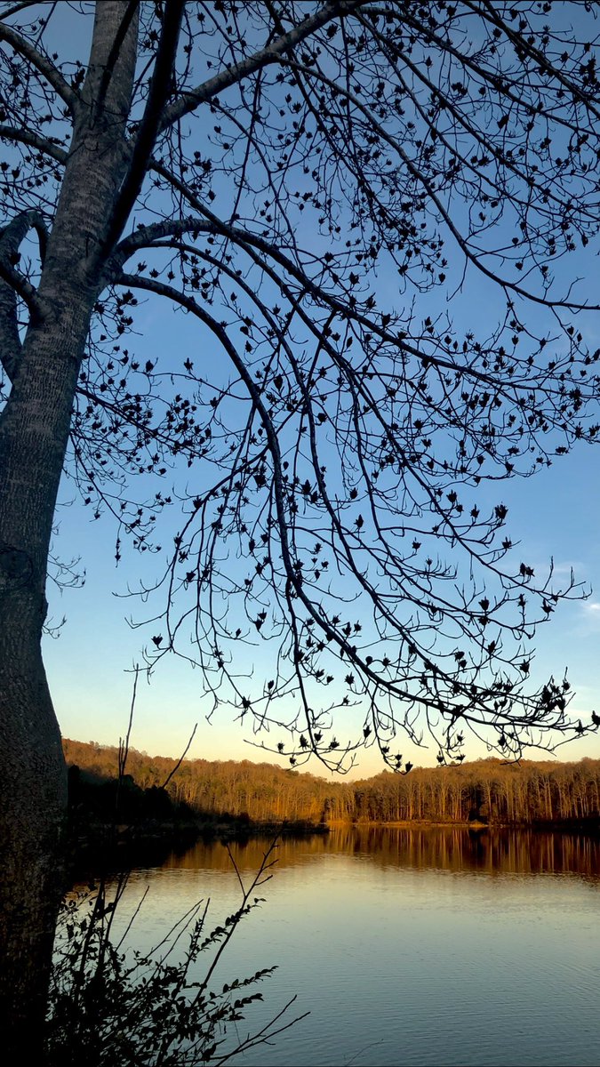 Dana Blake Scopa tweet media