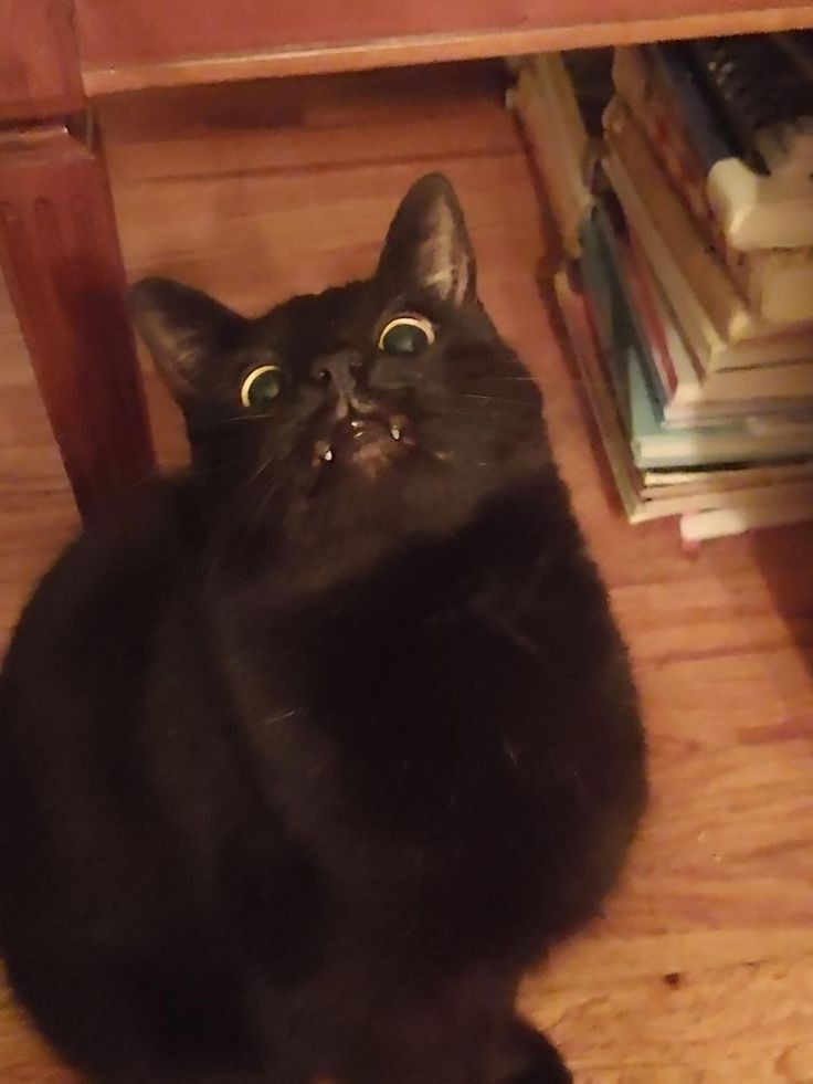 he's excited to go out for a walk. 😆