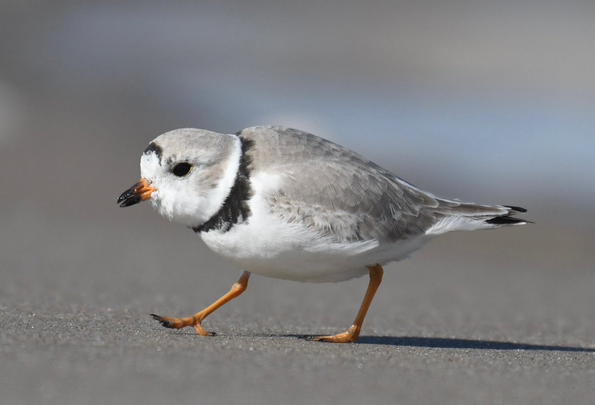 Please follow and support this amazing group: <a href="/NycPlover/">NYC Plover Project</a>! 

They are doing amazing work to protect wildlife in NYC!