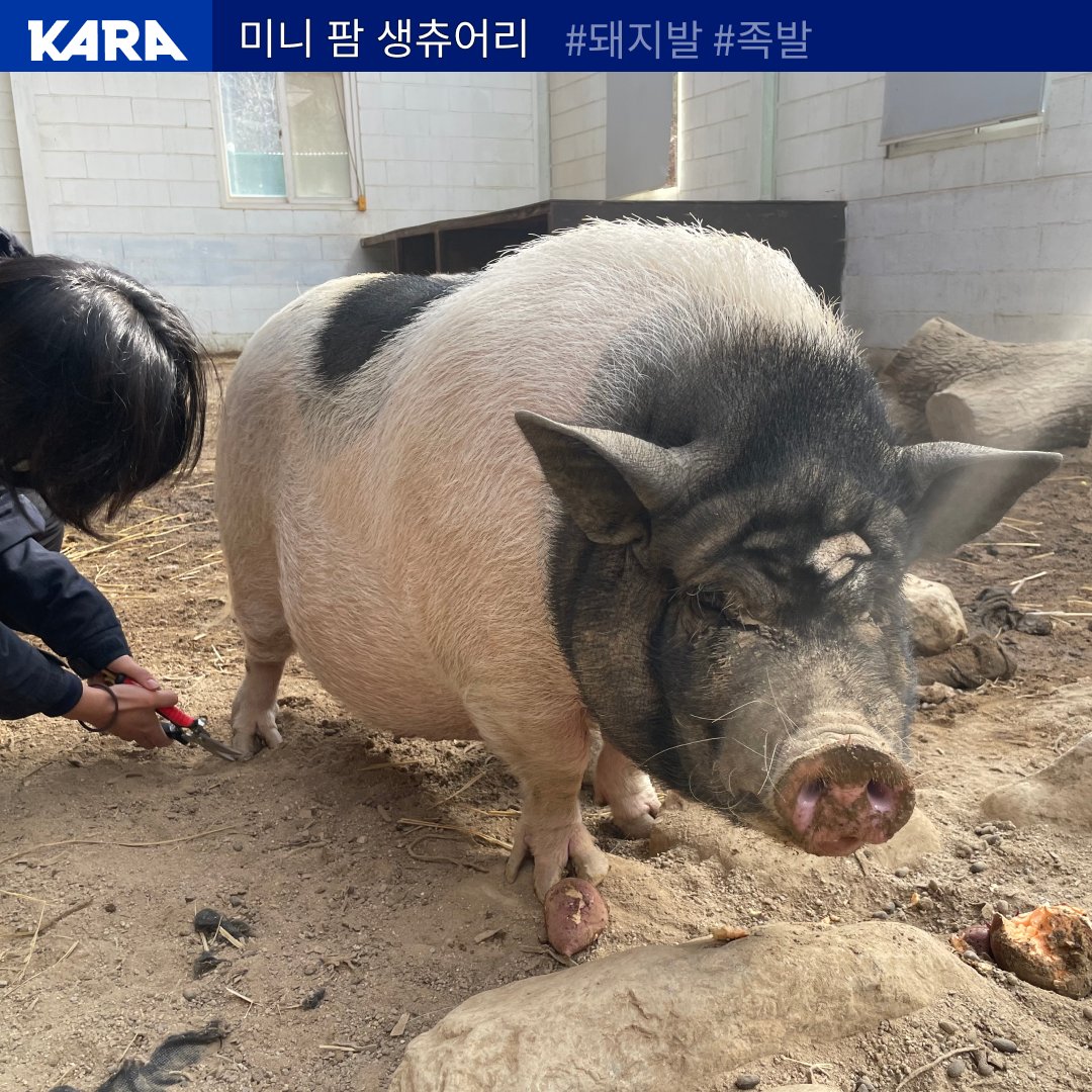 ekara_org's tweet image. 돼지의 발톱도 계속 자란다는 사실 알고 계셨나요?
미니피그 세 마리는 미니 팜 생츄어리 흙바닥에서 지내면서 자연스럽게 발톱이 닳을 수 있게 환경을 조성했습니다. 그러나  최근 발톱이 너무 길어진 것 같아 다듬는 연습을 시작했습니다. 

👉 자세히 보기 ekara.org/activity/farm/…