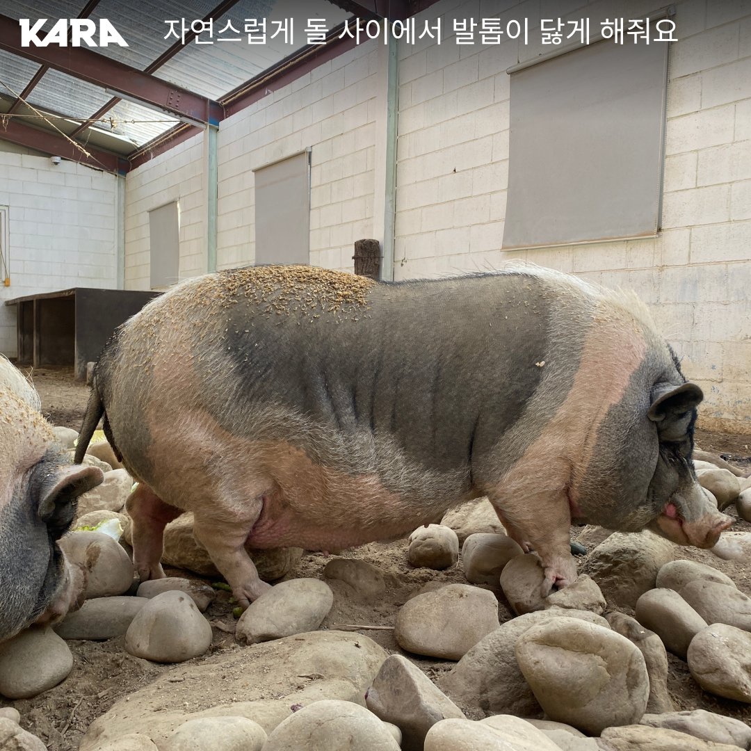 ekara_org's tweet image. 돼지의 발톱도 계속 자란다는 사실 알고 계셨나요?
미니피그 세 마리는 미니 팜 생츄어리 흙바닥에서 지내면서 자연스럽게 발톱이 닳을 수 있게 환경을 조성했습니다. 그러나  최근 발톱이 너무 길어진 것 같아 다듬는 연습을 시작했습니다. 

👉 자세히 보기 ekara.org/activity/farm/…