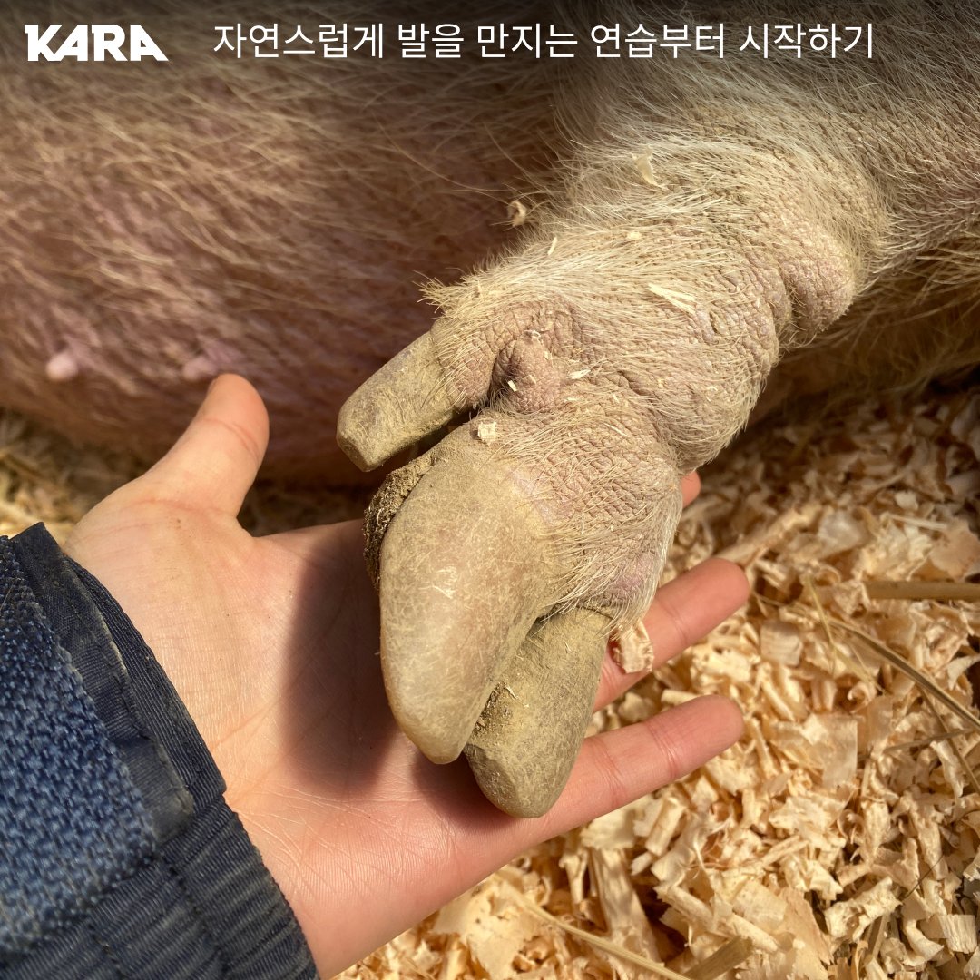 ekara_org's tweet image. 돼지의 발톱도 계속 자란다는 사실 알고 계셨나요?
미니피그 세 마리는 미니 팜 생츄어리 흙바닥에서 지내면서 자연스럽게 발톱이 닳을 수 있게 환경을 조성했습니다. 그러나  최근 발톱이 너무 길어진 것 같아 다듬는 연습을 시작했습니다. 

👉 자세히 보기 ekara.org/activity/farm/…
