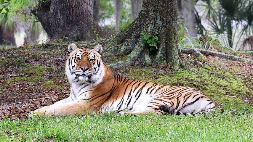 BigCatRescue's tweet photo. Big Cat Public Safety Act Passes!
TAMPA, Fla.- After passing the House of Representatives in July by a more than 2/3 bipartisan vote, we are thrilled to announce that today the Big Cat Public Safety Act passed the Senate unanimously.  Now it goes to the President for signature. https://t.co/QPaBXNJbUk