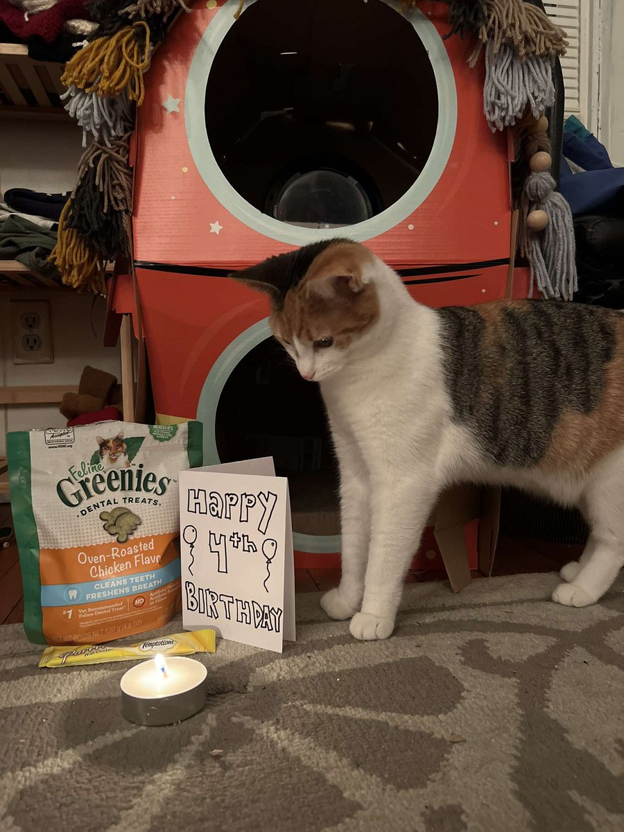 briefkase27's tweet photo. cat party !! https://t.co/vyVWN7bwSr