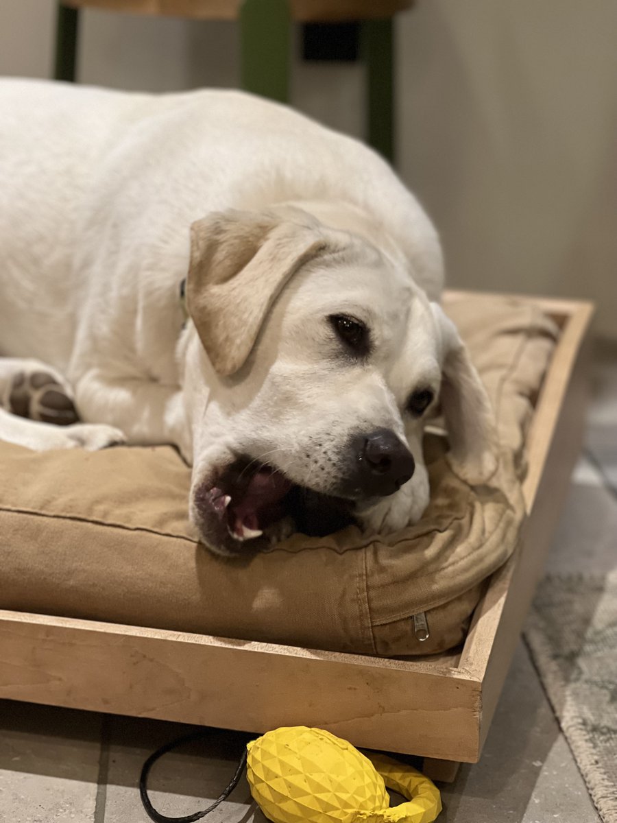She’s just been gnawing on that for 10 minutes. 

What a simple, simple dog.