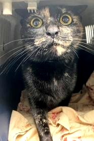 DubJH1009's tweet photo. https://t.co/kBnnAPAUZL #Emergency #NeedsHelpASAP #Mayday #RedAlert #nyc #cats https://t.co/IJtIwVIxwU