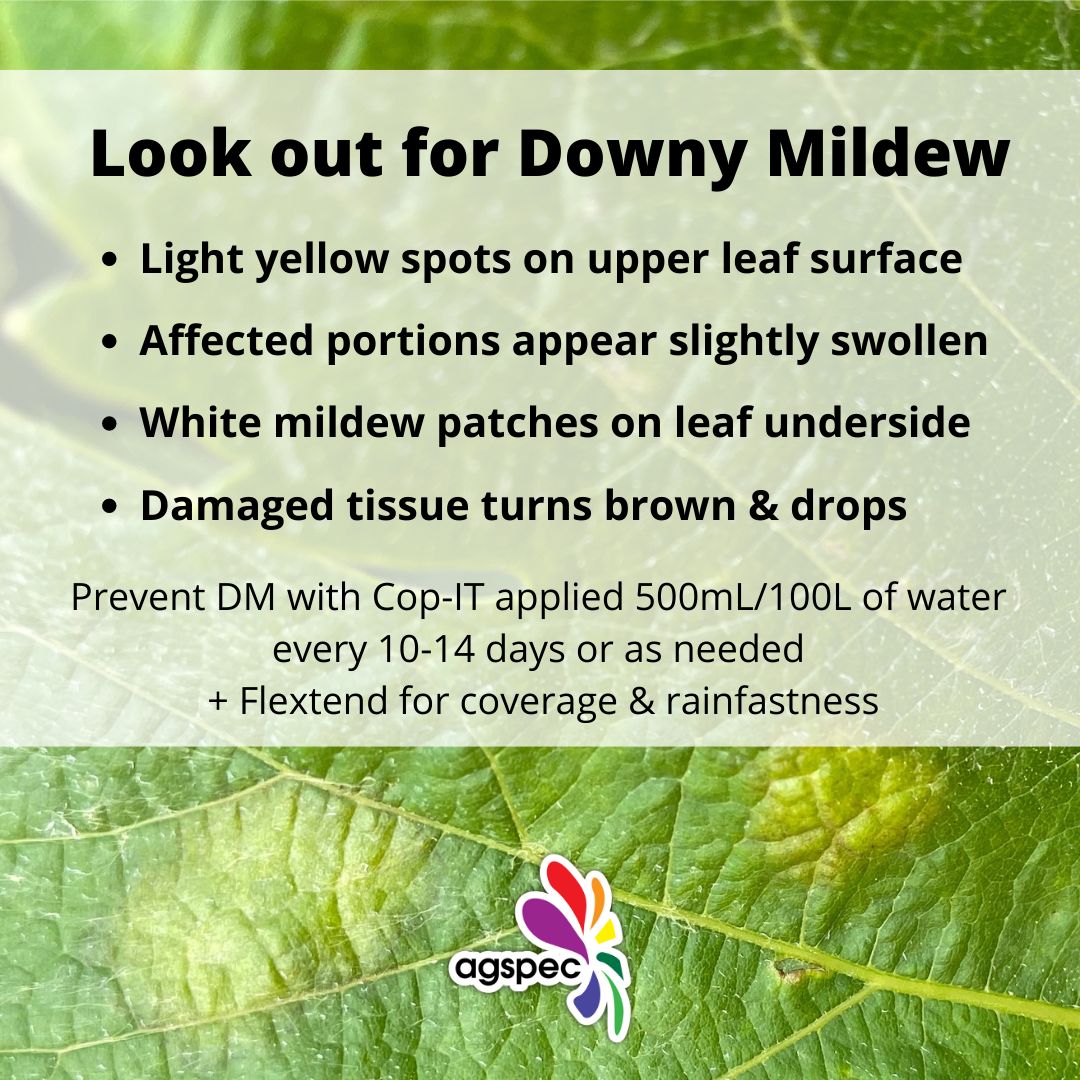 AgspecAus's tweet photo. 🌦Humid weather + summer showers = ⬆️ #DownyMildew infection risk 😧
Look for symptoms in your #crop 👇 & control with #CopIT ® #fungicide at 500mL / 100L water every 10-14 days + #Flextend® to boost coverage & rainfastness.
👉 https://t.co/axb3K17R9P
👉 https://t.co/AzfVW1O14o https://t.co/psVgMR1VX7