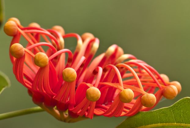 SEASON'S GREETINGS!
Wishing you a safe and happy holiday season from the National Parks Conservation Trust.
Thank you for your support in 2022. You are helping making a positive change in our iconic national parks and gardens. 
Firewheel tree, Stenocarpus sinuatus
📷June Anderson