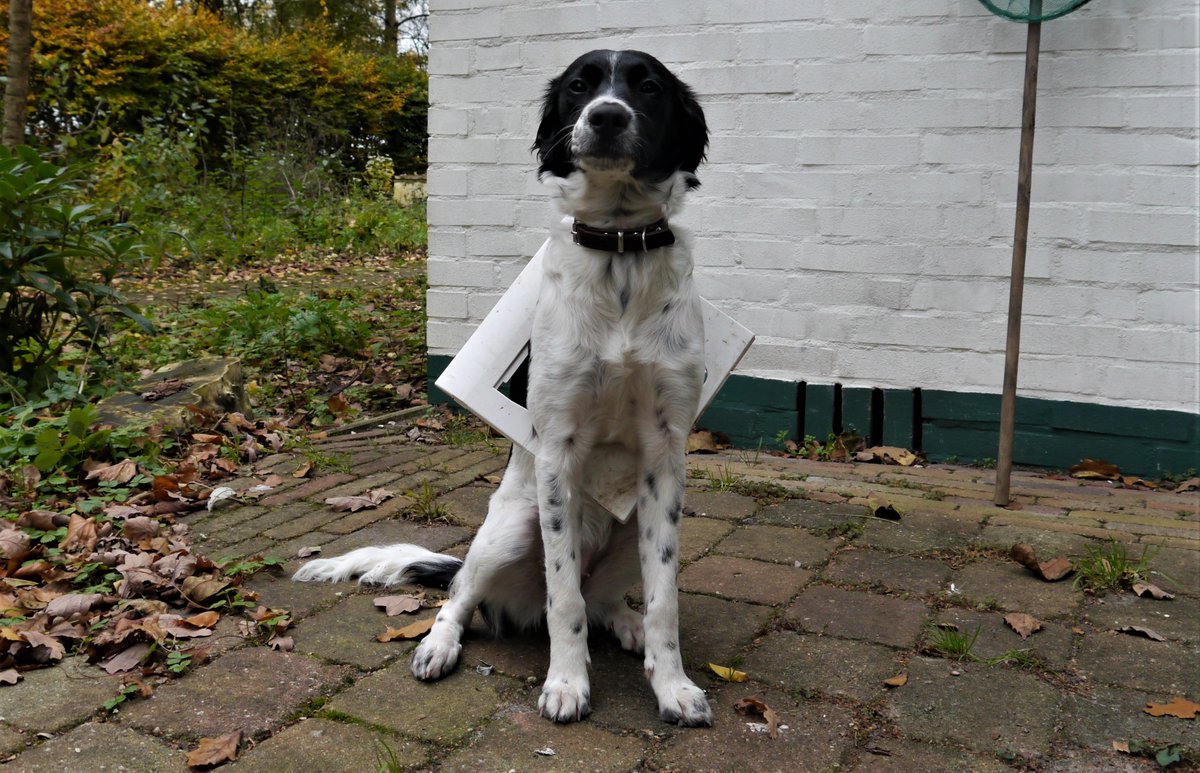 fakehistoryhunt's tweet photo. The photo shows the day Beike had become too big for the cat flap.
But today she discovered that although she's too big for the cat flap, she's not too big for the hole in the door I made for the cat flap... so she ripped the cat flap out and escaped!
I was both angry &amp; proud ;) https://t.co/iPFnSbLOez