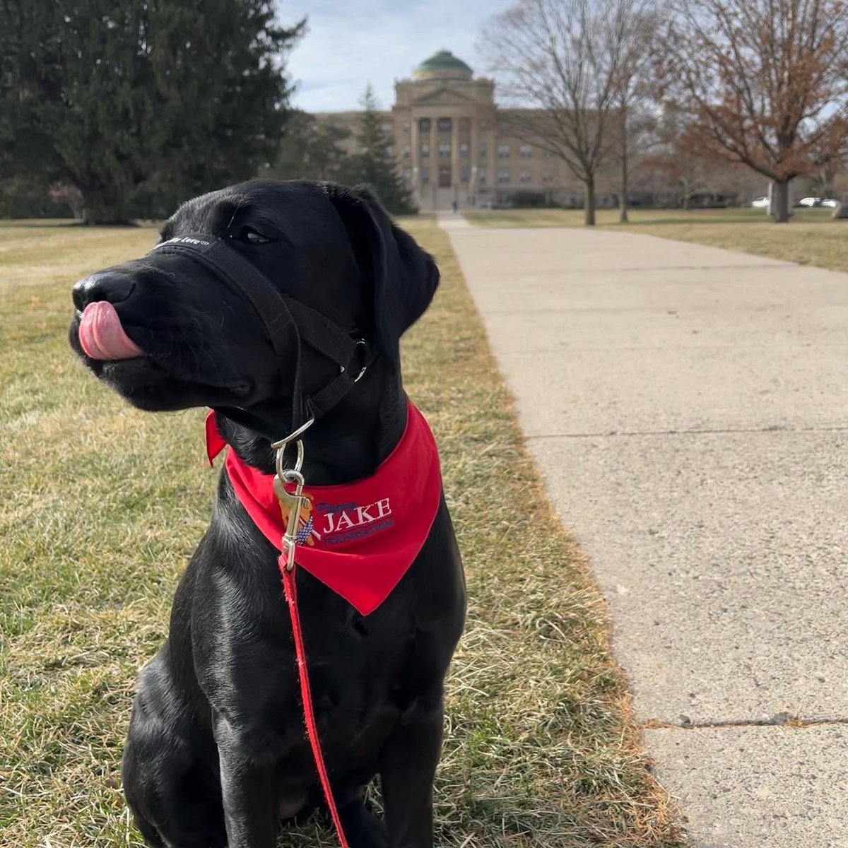 My special dog food is tasty!