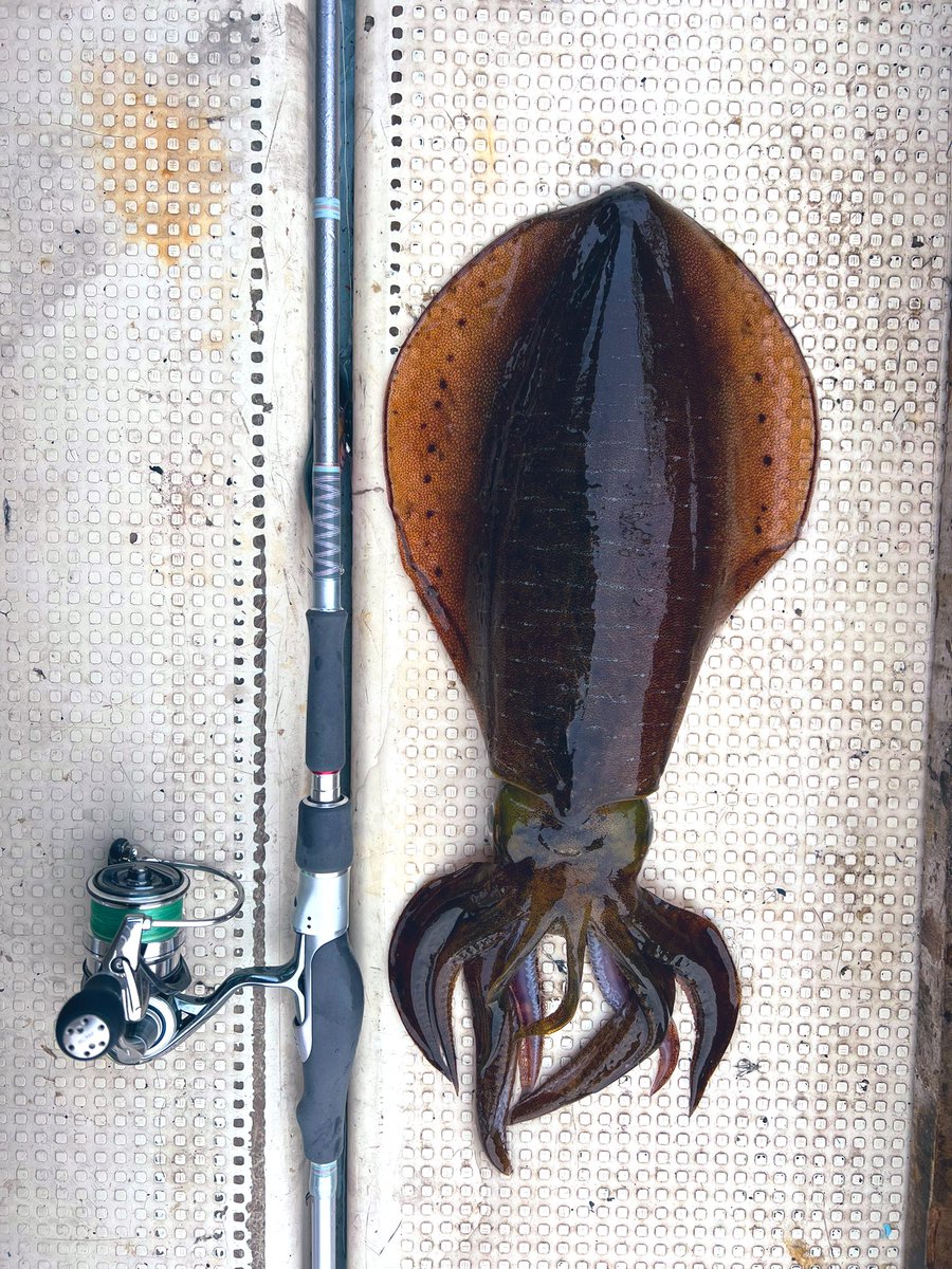 fishing_tii's tweet photo. 出勤したら朝から魚の餌取りに行くんだけど、
その途中でティップラン出来るんよね。
今日久しぶりにやったら400くらいのとキロアップ
深場にはちゃんとデカいのいるんよな。
そして赤テープが効く👌🏻早くLデレ欲しい…
#エギング
#アオリイカ
#エギ王K
#軍艦グリーン
#白震斬八伍
#18Exist https://t.co/hYoWE8lSaZ