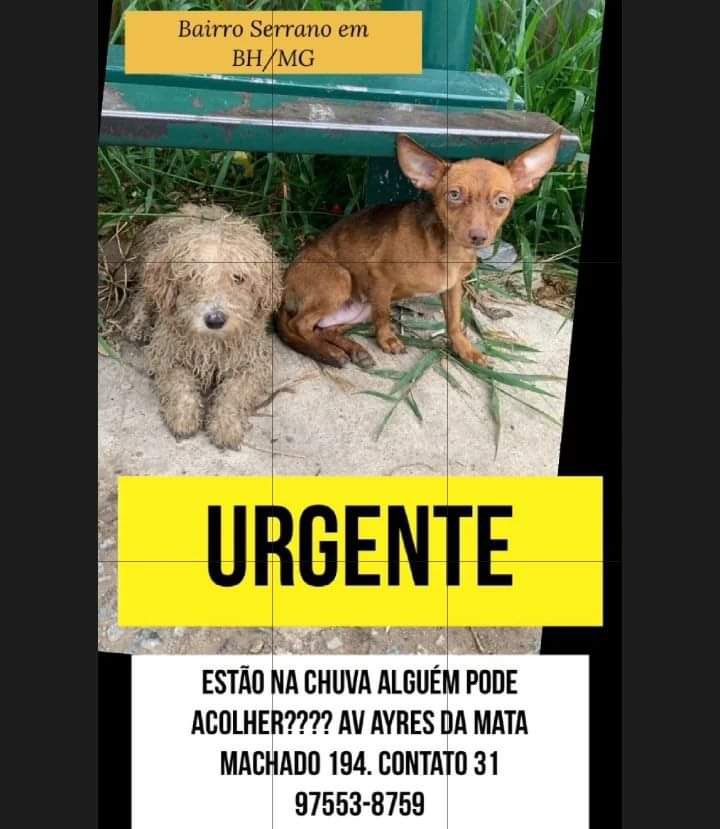 opabichos's tweet image. RESGATE URGENTE BH