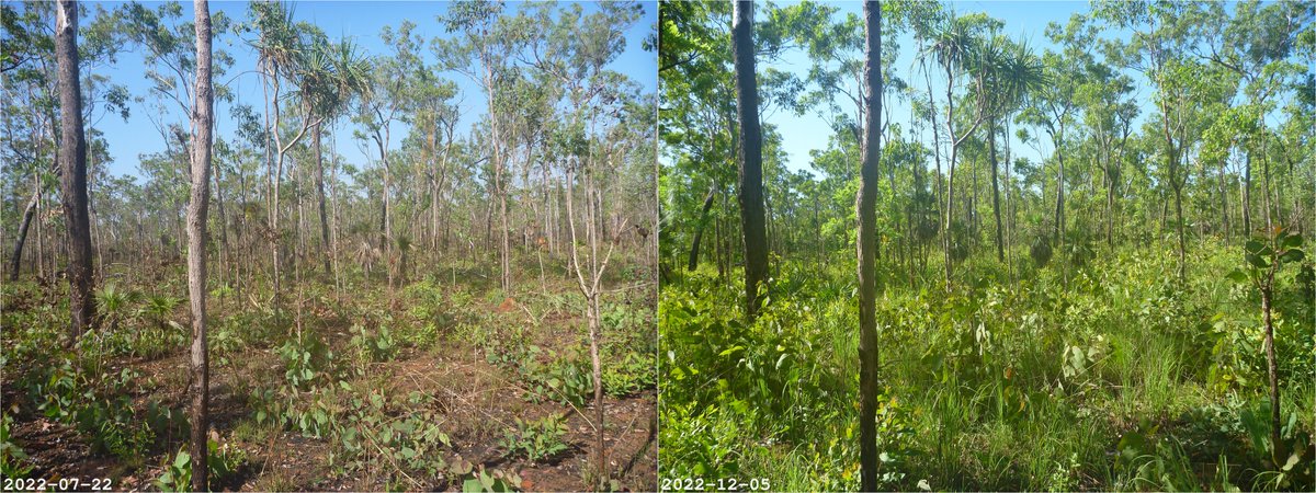 A lot of regrowth in the understorey and the tree canopy(!) after the site received 538mm of rain in the last three months.