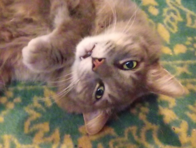 MabeltheCat7's tweet photo. I wanted to start a thread for my old cat Duke, who is unfortunately no longer with us, but I still regularly come across pics of him that I’ve taken and they’re too precious not to share. I’ll post more as I find them. Please look at my lovely boy, he was a gift and a blessing. https://t.co/qJIFLCkPmB