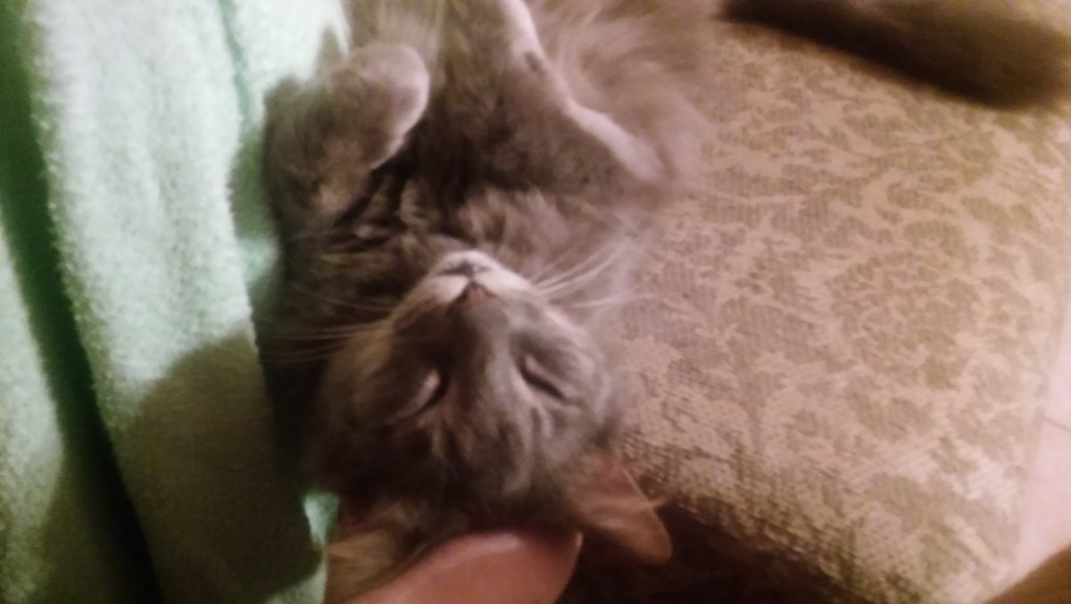 MabeltheCat7's tweet photo. I wanted to start a thread for my old cat Duke, who is unfortunately no longer with us, but I still regularly come across pics of him that I’ve taken and they’re too precious not to share. I’ll post more as I find them. Please look at my lovely boy, he was a gift and a blessing. https://t.co/qJIFLCkPmB