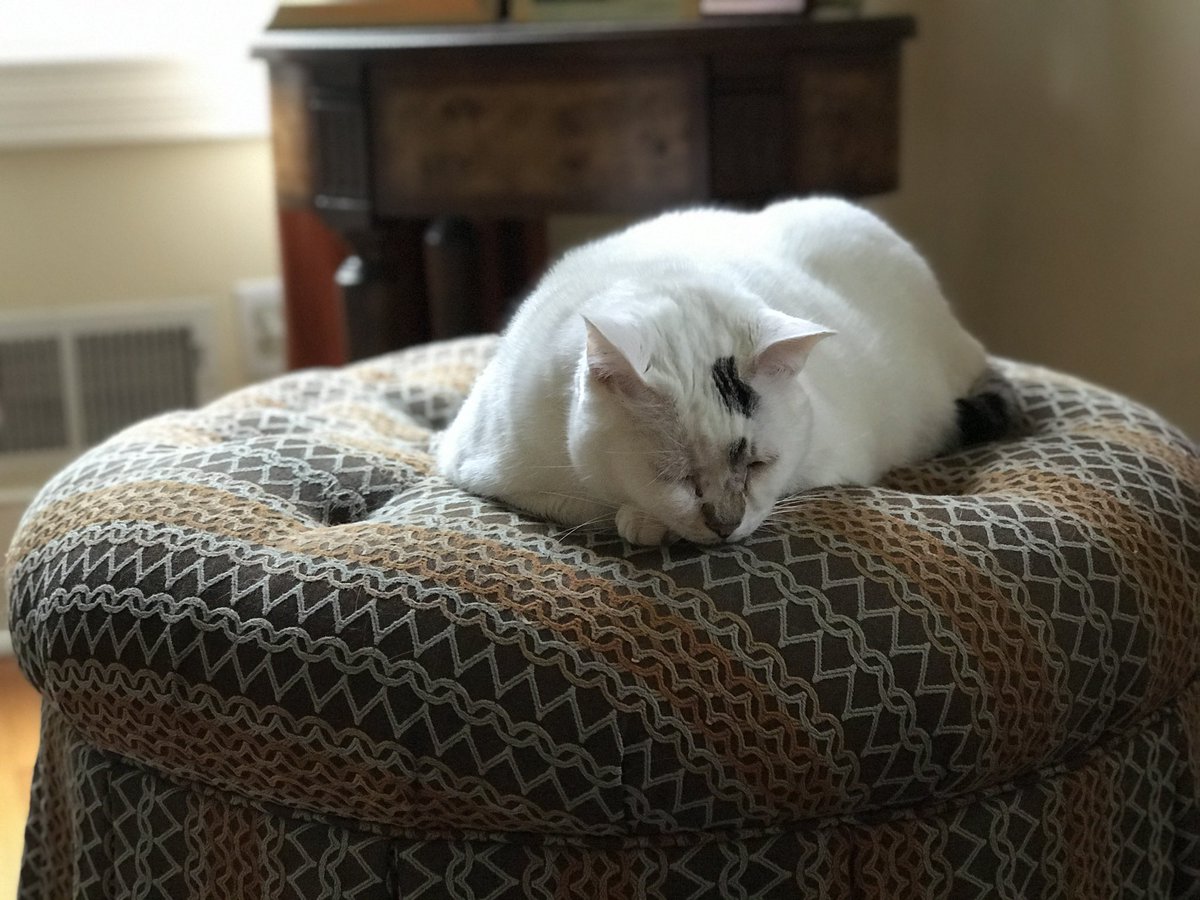 livealifeuluv20's tweet photo. Excited to be expanding my world 😍🌎💻 in a global classroom @PaulOMahony today #rethinkandgrowrich
And yes, I was at home with my laptop and our darling cat, Figaro!! 🖥️👩‍💻🐱😻Love the virtual learning from home!! 🙌🏼🙌🏼#WHEREAREWEREALLY https://t.co/fdWmdCKnm2