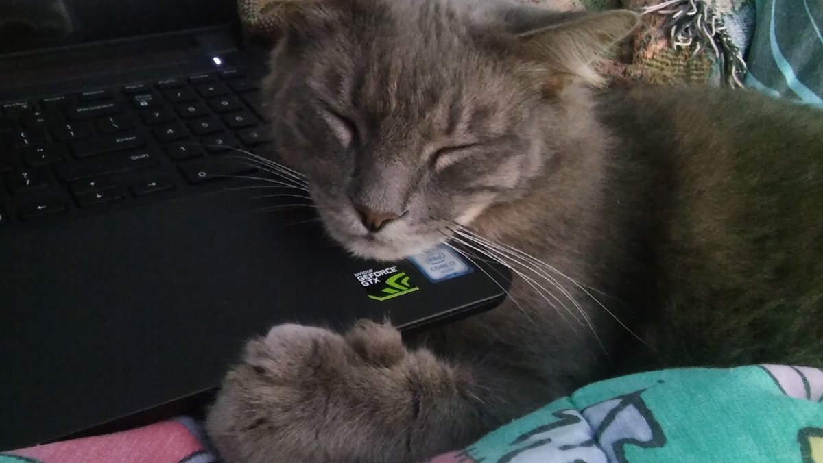 MabeltheCat7's tweet photo. I wanted to start a thread for my old cat Duke, who is unfortunately no longer with us, but I still regularly come across pics of him that I’ve taken and they’re too precious not to share. I’ll post more as I find them. Please look at my lovely boy, he was a gift and a blessing. https://t.co/qJIFLCkPmB