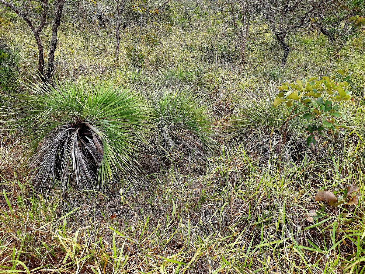 celsodolago's tweet photo. PLANTAS DO BRASIL
Butia archeri (Palmáceas), palmeira baixa colonial (forma populações pequenas);
pode morrer como efeito de incêndios fortes, maximizados por gramíneas africanas invasoras
(como a «braquiária» da foto).
#Palmae #palmeirasBrasileiras #FloraDoCerrado . https://t.co/mxTg0NldyQ