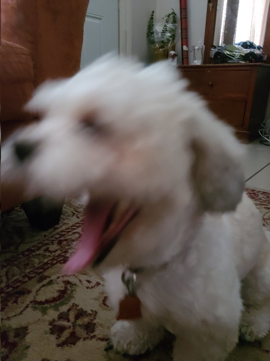 ¡Atención, Twitter!

Mi perrita cumple dos años mañana. Celébrenlo donde estén. 🍻