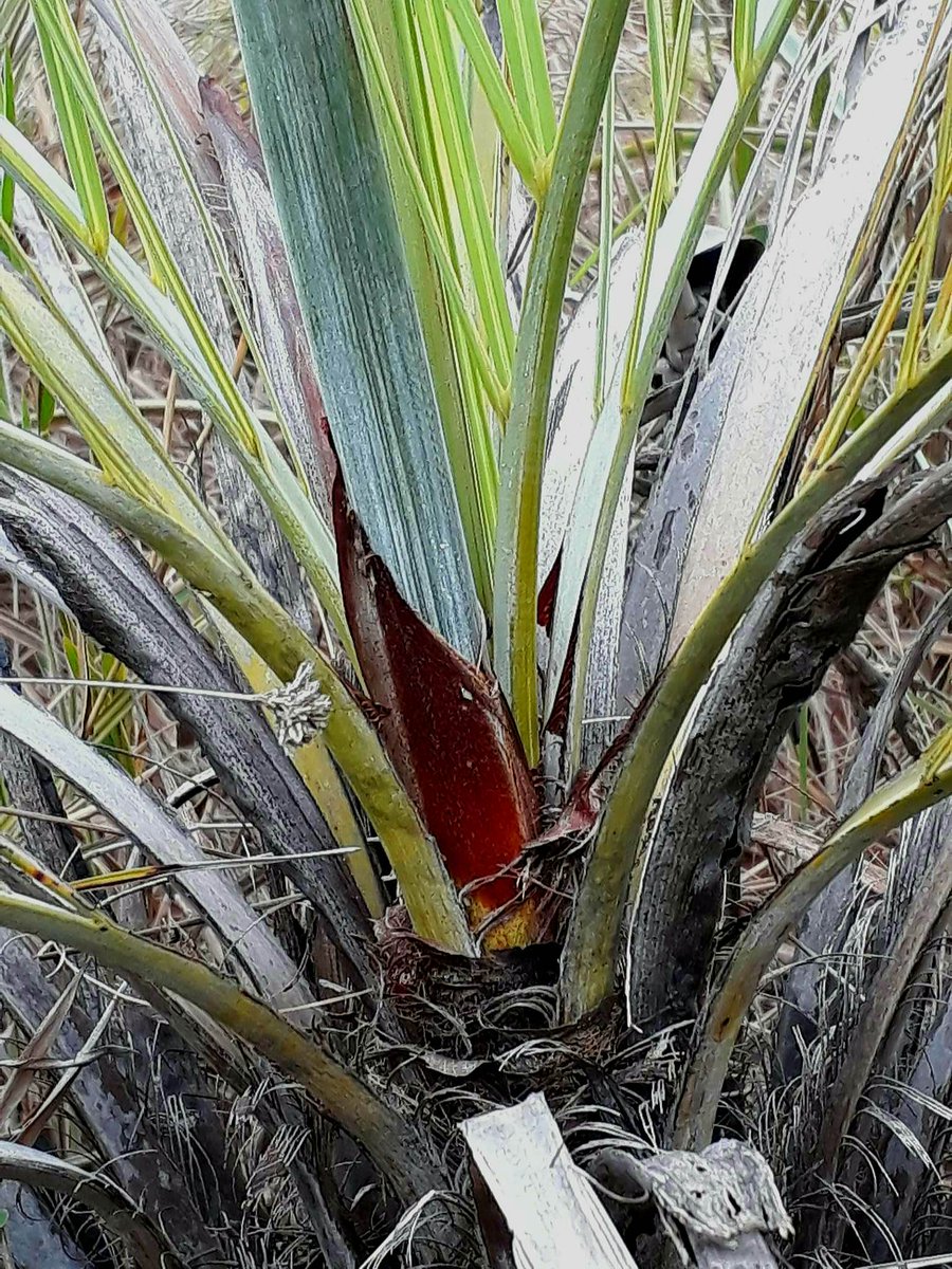celsodolago's tweet photo. PLANTAS DO BRASIL
Butia archeri (Palmáceas), palmeira baixa colonial (forma populações pequenas).
de áreas de cerrado; rara;
polinizada por abelhas nativas;
sementes dispersas por aves e mamíferos nativos.
Distribuição restrita a MG, GO e DF.
#Palmae #PalmeirasBrasileiras . https://t.co/8WLIfj7Fiq